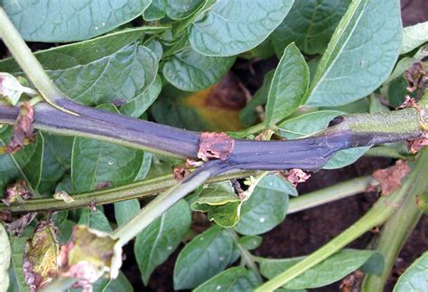 Aerial Stem Rot Potato Ontario Cropipm