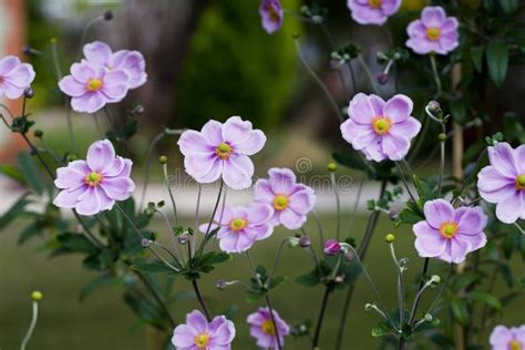 Japanese Anemone Flowers Eriocapitella Hupehensis Stock Photo Image