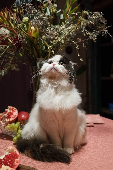 White And Black Cat Sitting On Table · Free Stock Photo