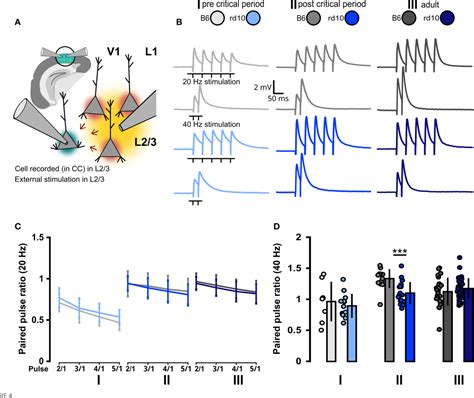 Figure From Electrophysiological Properties Of Layer Pyramidal