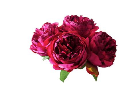 Peonies Transparent Png Stickpng