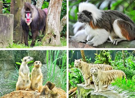 Singapore Zoo Reviews With Photos And How To Go Guide