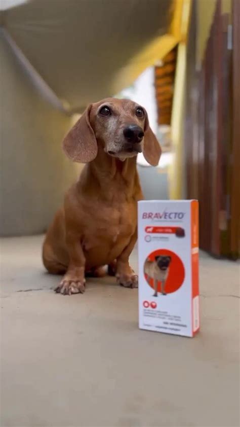 Bravecto® Latam 🐶🐱 La Protección Duradera Contra Pulgas Y Garrapatas