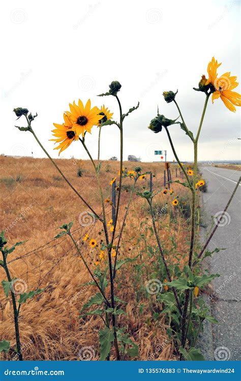 Wild Sunflowers Along The Highway Stock Image Image Of Outside Bunch