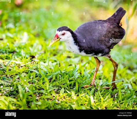 Poule De Mer Banque De Photographies Et Dimages Haute R Solution Alamy