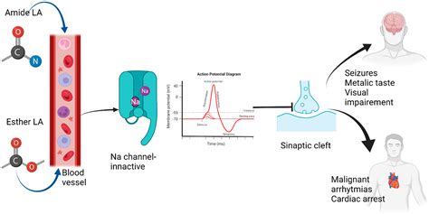 Jcm Free Full Text Cardio Protective Effects Of Lipid Emulsion