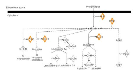 The Eicosanoid Signaling Pathway From Ingenuity Pathway Analysis