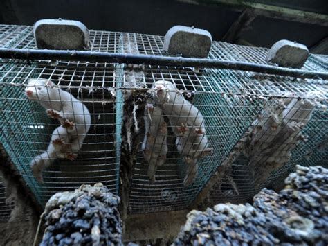 Ireland poised to end fur farming, sparing thousands of mink from ‘lives of misery’ | The ...