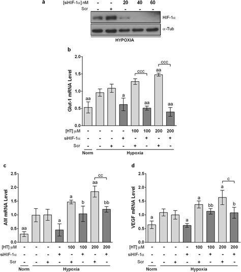 Hif Silencing Abolishes Ht Dependent Glut Upregulation But Not Am