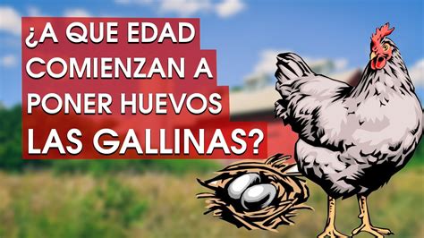 A Que Edad Comienzan A Poner Huevos Las Gallinas Youtube