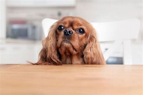 Five Dog Breeds That Bark Less Including Barkless Dog