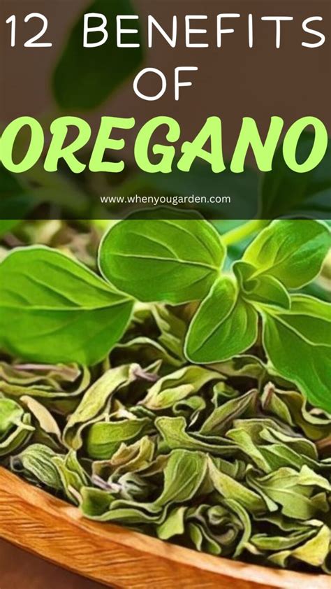 12 Benefits Of Oregano