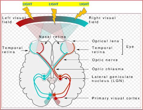 Anatomical Location And Connections Between The Eyes And The Brain