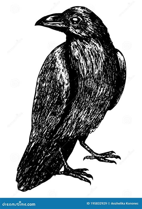 Sketch Of A Crow Black Outline On A White Background Isolated Stock