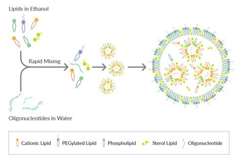 解析脂质纳米颗粒LNP的设计流程及制备 上海优宁维生物科技股份有限公司