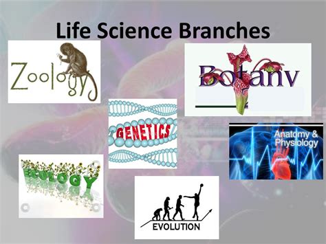 Ppt Life Science Introduction Powerpoint Presentation Free Download