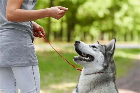 La Strategia Per Insegnare Al Tuo Cane A Non Tirare Al Guinzaglio