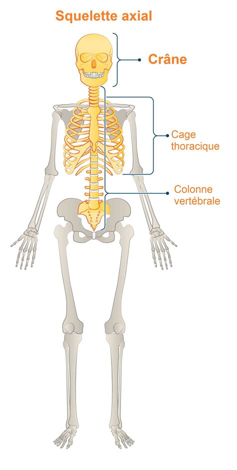 Squelette Axial D Finition R Le Sch Ma