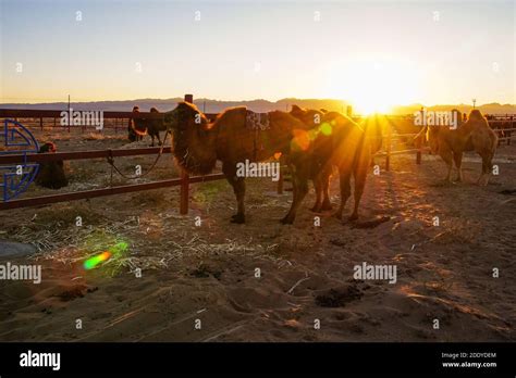 Mongolisches Kamelfest Fotos Und Bildmaterial In Hoher Aufl Sung Alamy