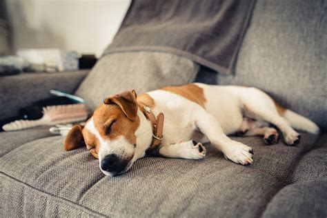 愛犬が1日中寝てるけど大丈夫？平均睡眠時間と病気になっている場合のサインとは？ わんちゃんホンポ