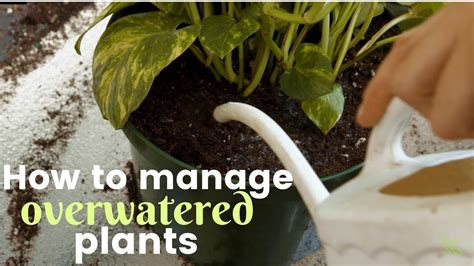 How To Save The Plant You Overwatered Youtube