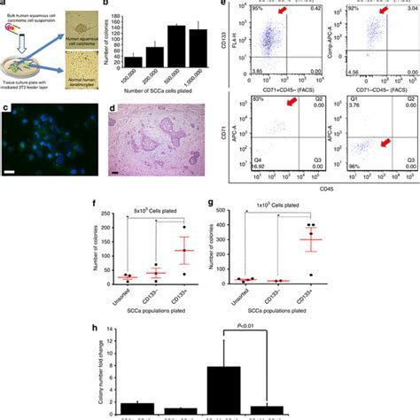 A Cd133 Subpopulation In Human Squamous Cell Carcinomas Sccas With