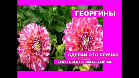 🌸СДЕЛАЙТЕ ЭТО С ГЕОРГИНАМИ ДЛЯ ОБИЛЬНОГО ЦВЕТЕНИЯ🌷 Георгины выращивание ...