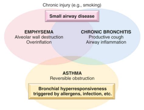 Lung pathology: Chronic Bronchitis, Emphysema, Asthma Flashcards | Quizlet