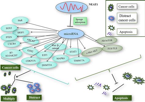 Observed Effects Of MicroRNAs And Downstream Target Proteins On Cancer