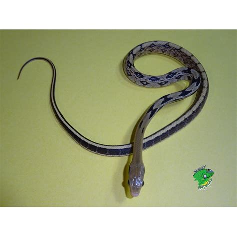 Blue Taiwan Beauty Rat Snake Captive Born Baby Strictly Reptiles