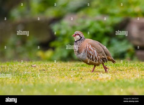 A Red Legged Or French Partridge Alectoris Rufa In The Uk Stock Photo