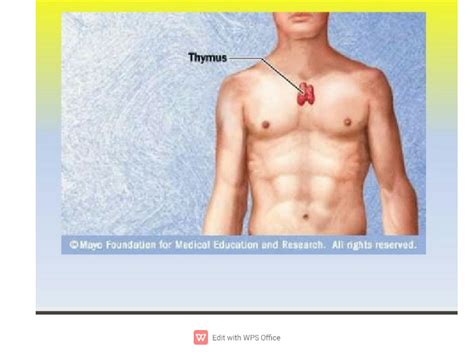 SOLUTION Thymus Gland Anatomy And Physiology Wps Office 1 Studypool