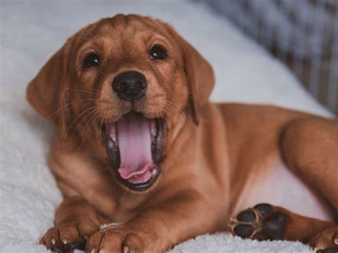 What Color Labrador Is Best A Guide To Main Lab Colors Labrador Wise