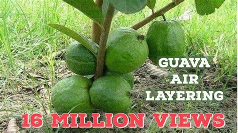 Guava Tree Air Layering Propagation With Cocopeat YouTube