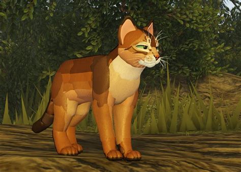 Abyssinian Morph In Warrior Cats Warrior Abyssinian