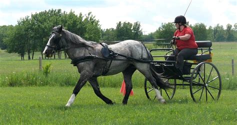 Equi Market Harness And Tack