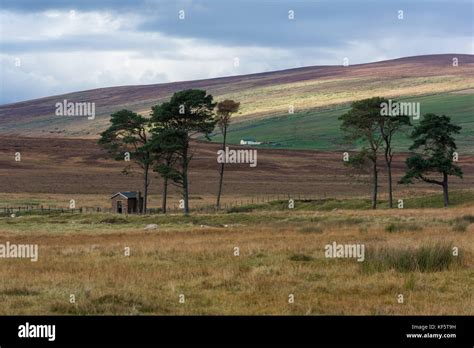 Copse Of Fir Trees Kinbrace Railway Station Sutherland Scotland