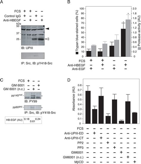 Importance Of Hb Egf Secretion For Survival And Growth In Serum Starved