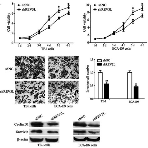 Rev3l Knockdown Sensitizes Escc Cells To 5 Fu Cell Viability Was