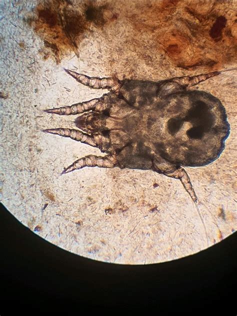 otodectes cynotis bengal cat stefan stoilev