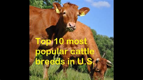 Top 10 Most Popular Cattle Breeds In The Us Youtube