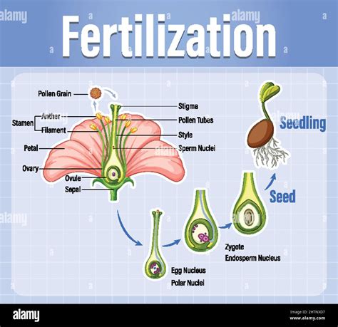 Diagram Of Pollination Of Flowering Plants Illustration Stock Vector