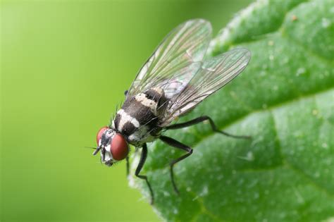 why do dogs eat flies
