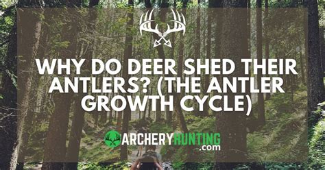 Why Do Deer Shed Their Antlers The Antler Growth Cycle