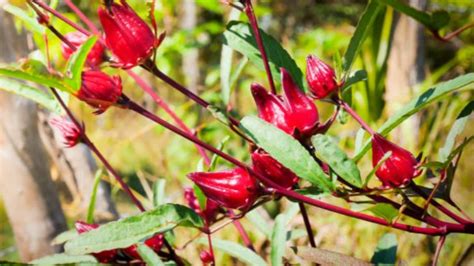 Mengenal Bunga Rosella Manfaat Dan Cara Mengolahnya