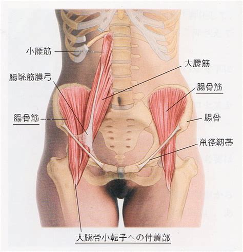 腰の筋肉｜腸骨筋の位置や起始停止｜触診方法とほぐし方とは？ 志木駅の整体イーバランス整体院｜皆様のお悩みや痛みを根本改善