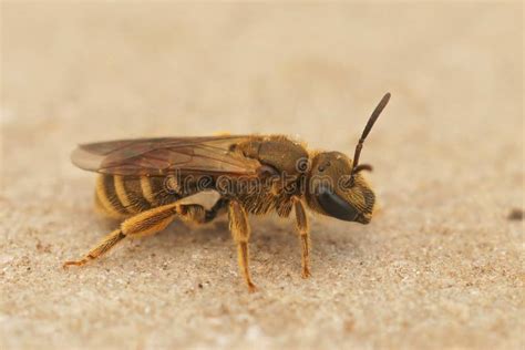 Closeuse Sur Une Femelle En Bronze Bee Halictus Tumulorum Assis Image