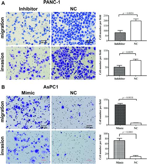 Mir 483 3p Promotes Pancreatic Cancer Cell Migration And Invasion In Download Scientific