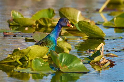 Purple Gallinule Page