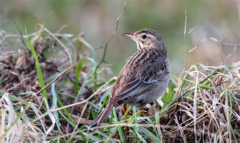 Richards Pipit By John Richardson Birdguides